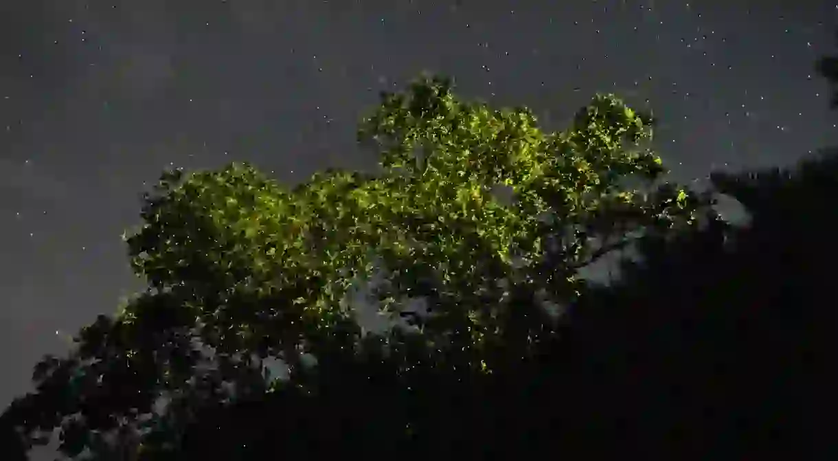 Pteroptyx macdermotti fireflies gathering in the mangroves of Bohols Abatan river