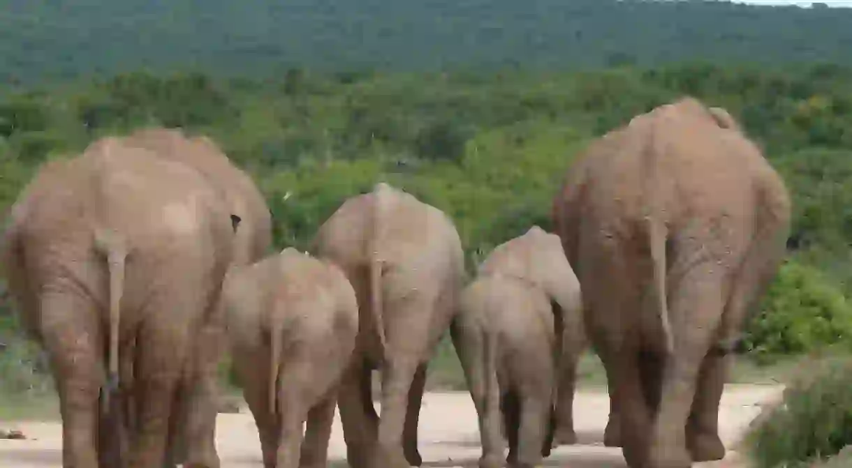 Elephants in Namibia play an important role in local mythology