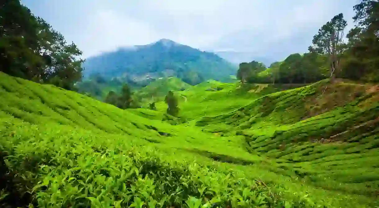 Cameron Highlands Tea Plantations