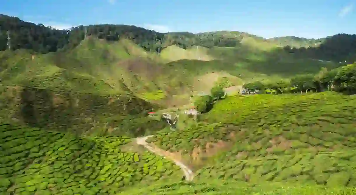 Cameron Highlands Tea plantation