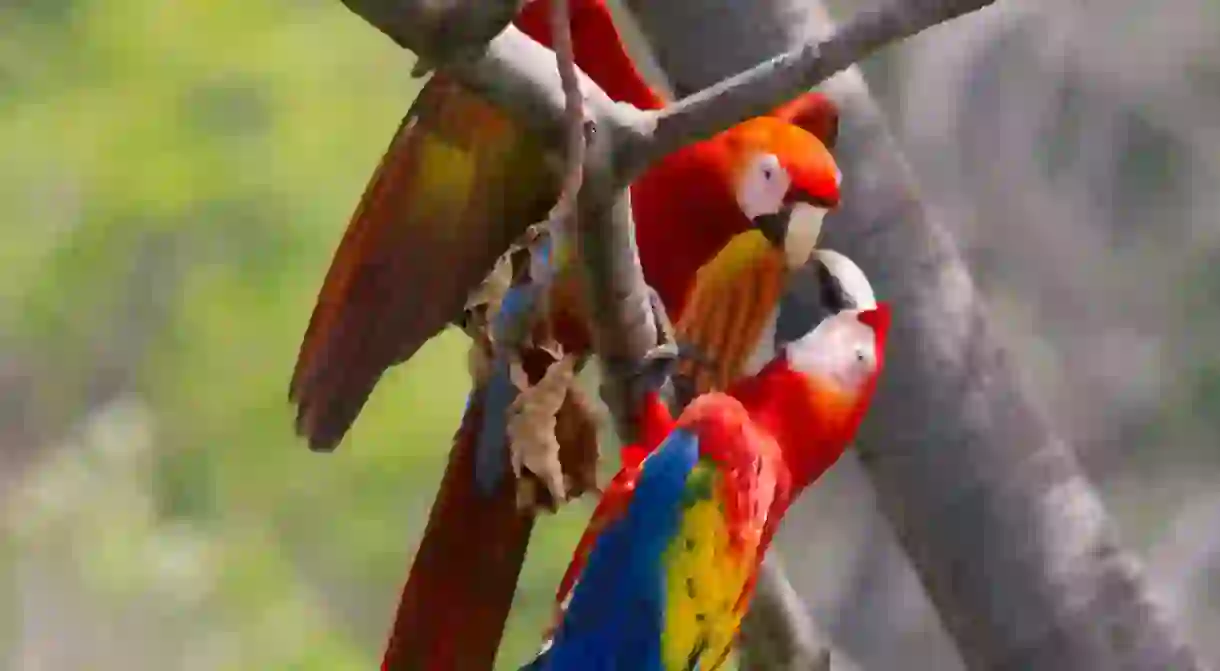 Scarlet macaws are social and chatty