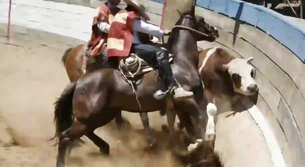 Animal activists object to the rodeo tradition in Chile