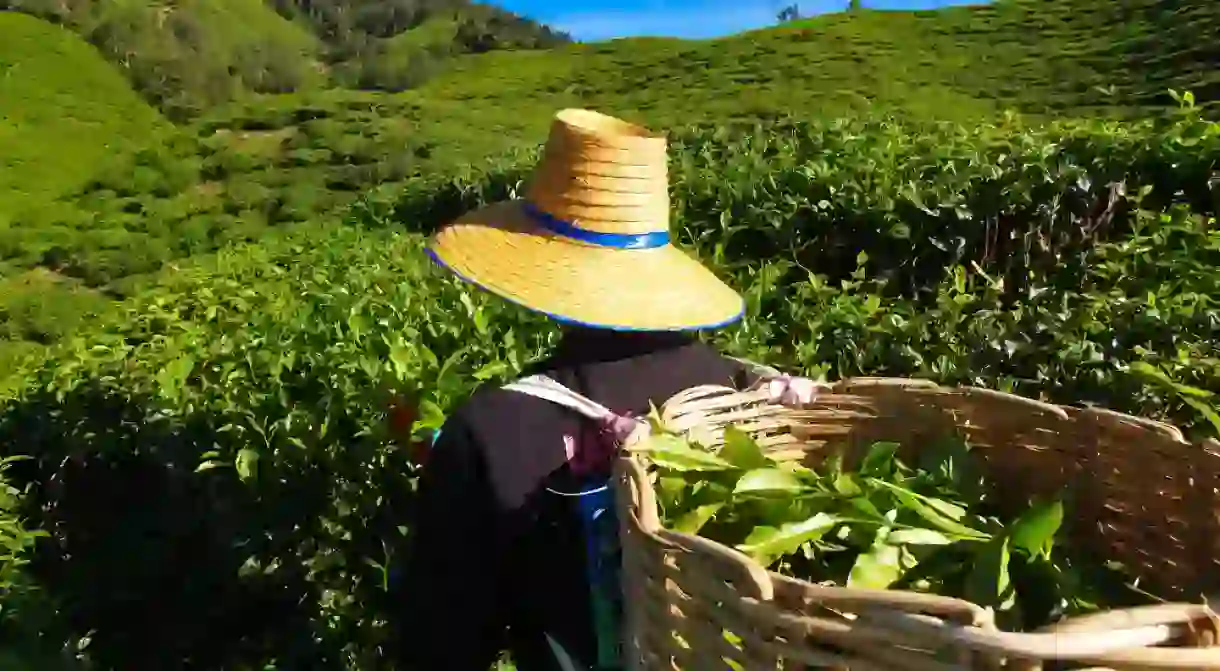 Tea plantation worker