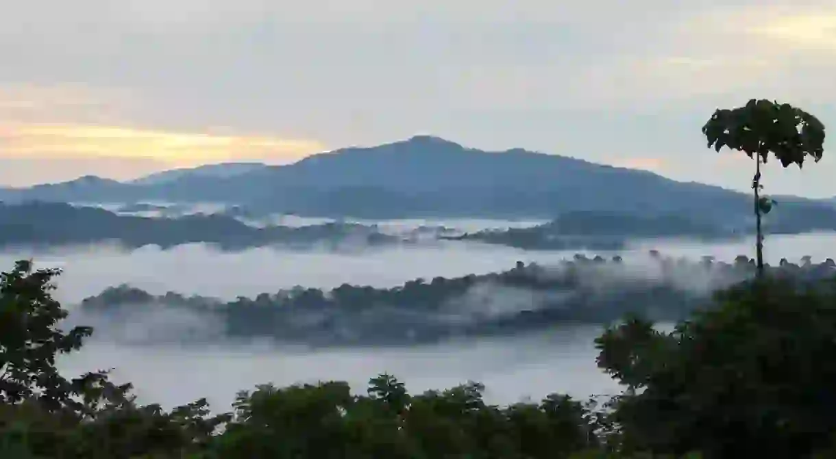 Danum Valley Conservation Area is home to some of the most endangered species in Sabah