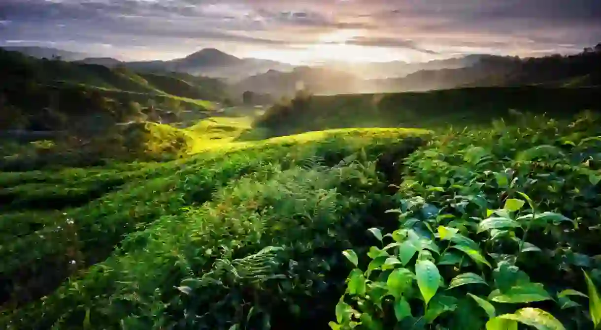 Beautiful view of a tea plantation in the Cameron Highlands