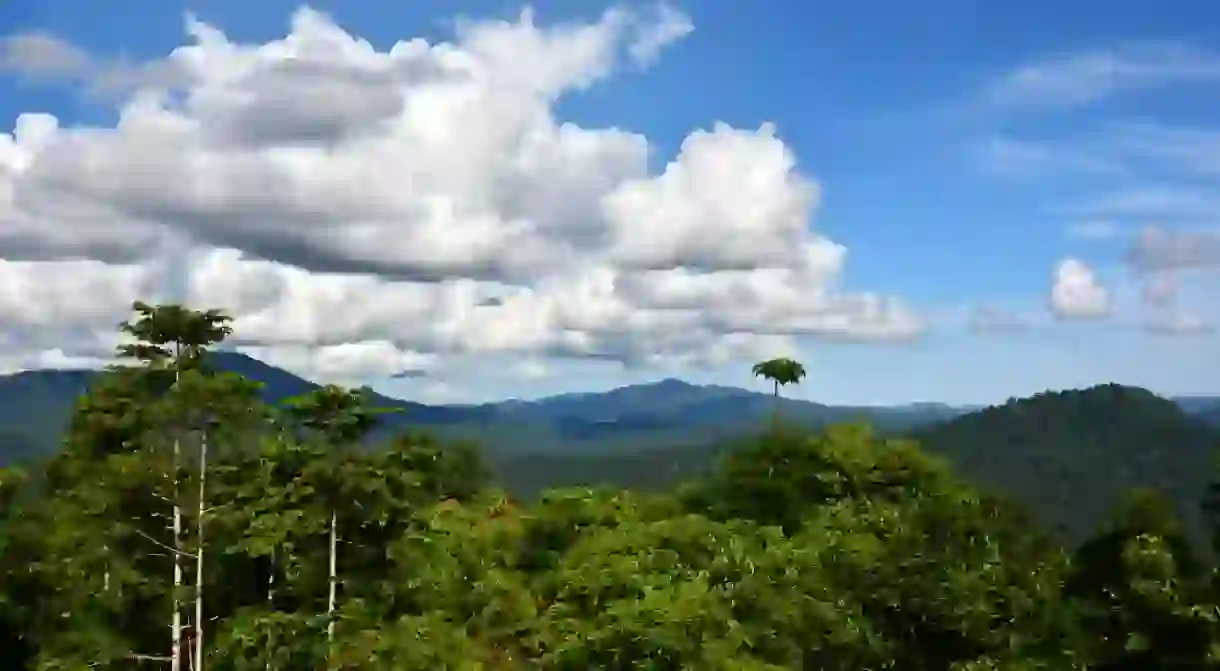 Tropical rainforest of Danum Valley