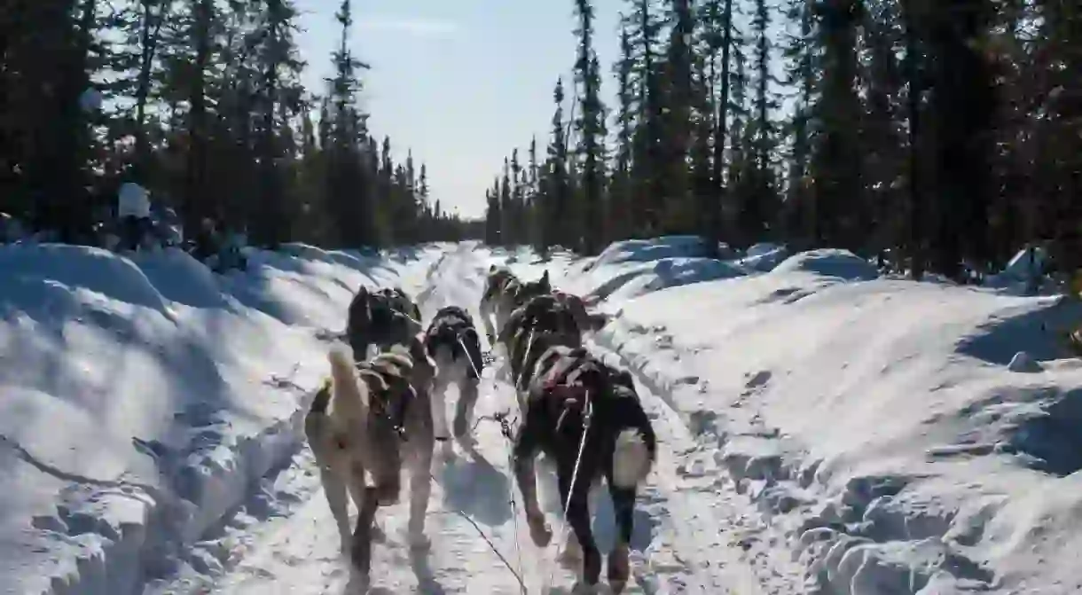 View from dog sled and sled dog team, Alaska