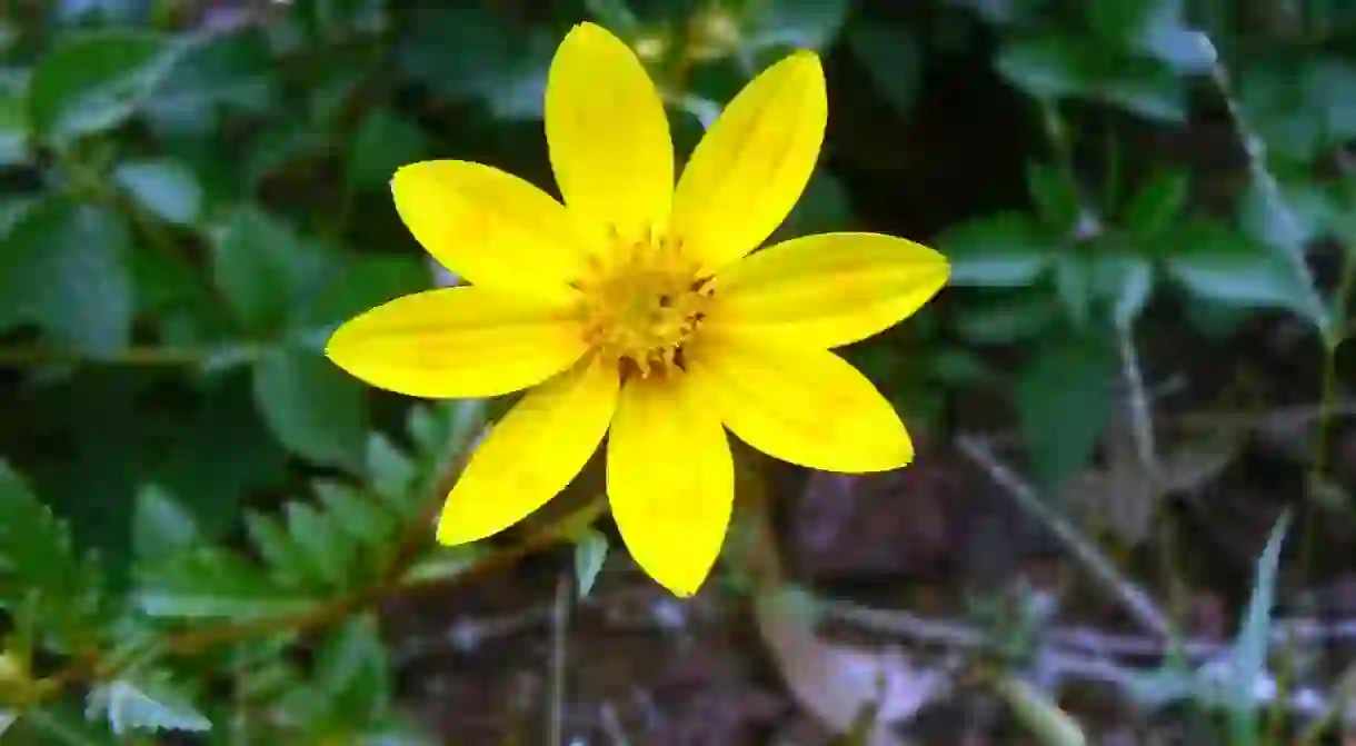 Adey abeba, a flower that grows in Ethiopia only from September to November