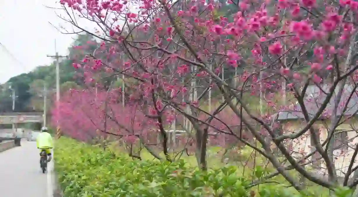 Cherry blossoms in Taian, Taichung