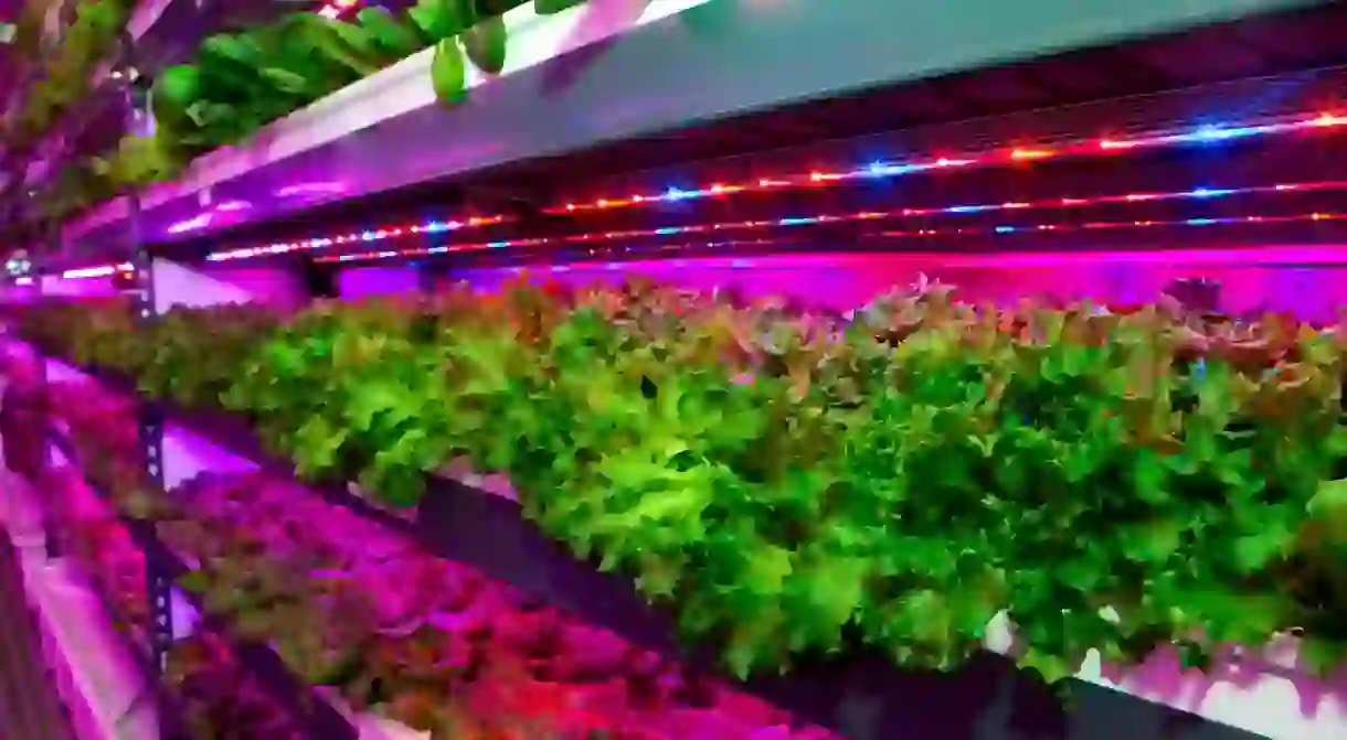 Vertical farming is taking off in the UAE