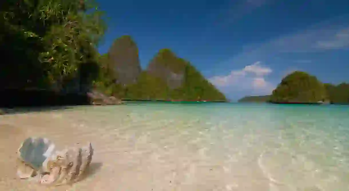 A clamp shell washes up on a Raja Ampat shoreline