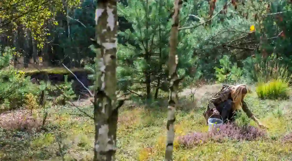 Woman foraging for mushrooms