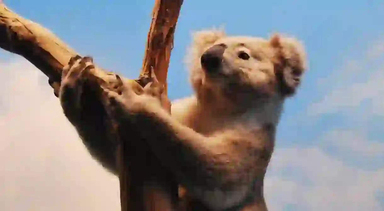 A koala climbing a tree