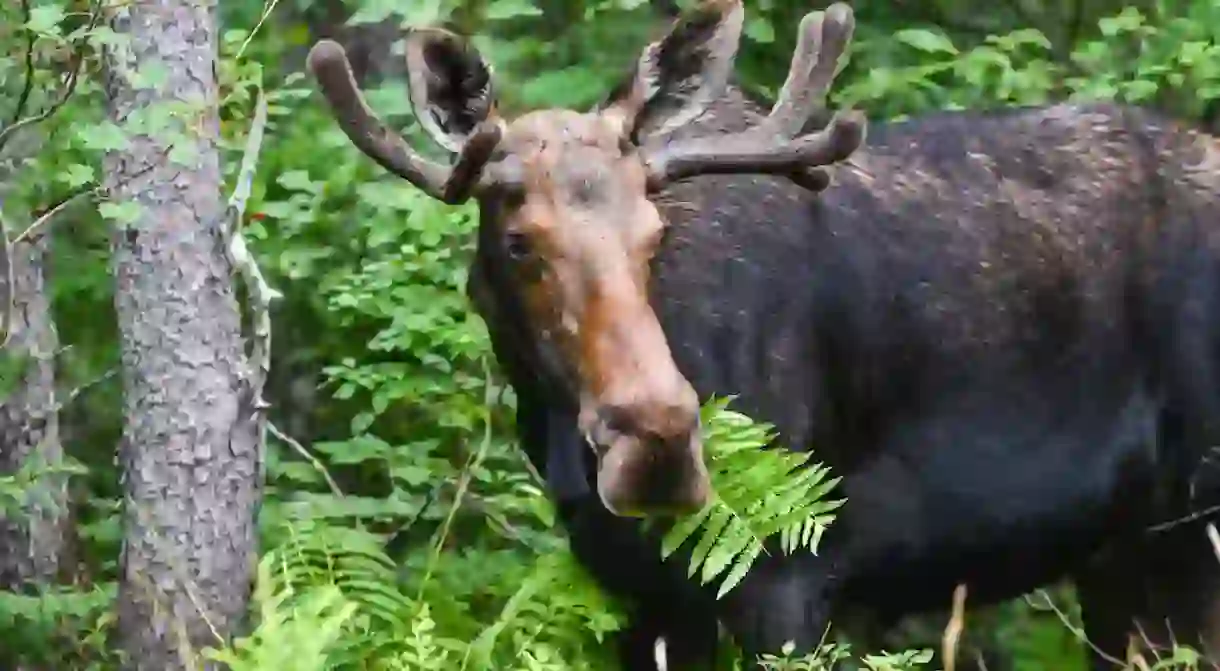 New Hampshire’s moose tours get visitors up close and personal with the state’s largest land mammal