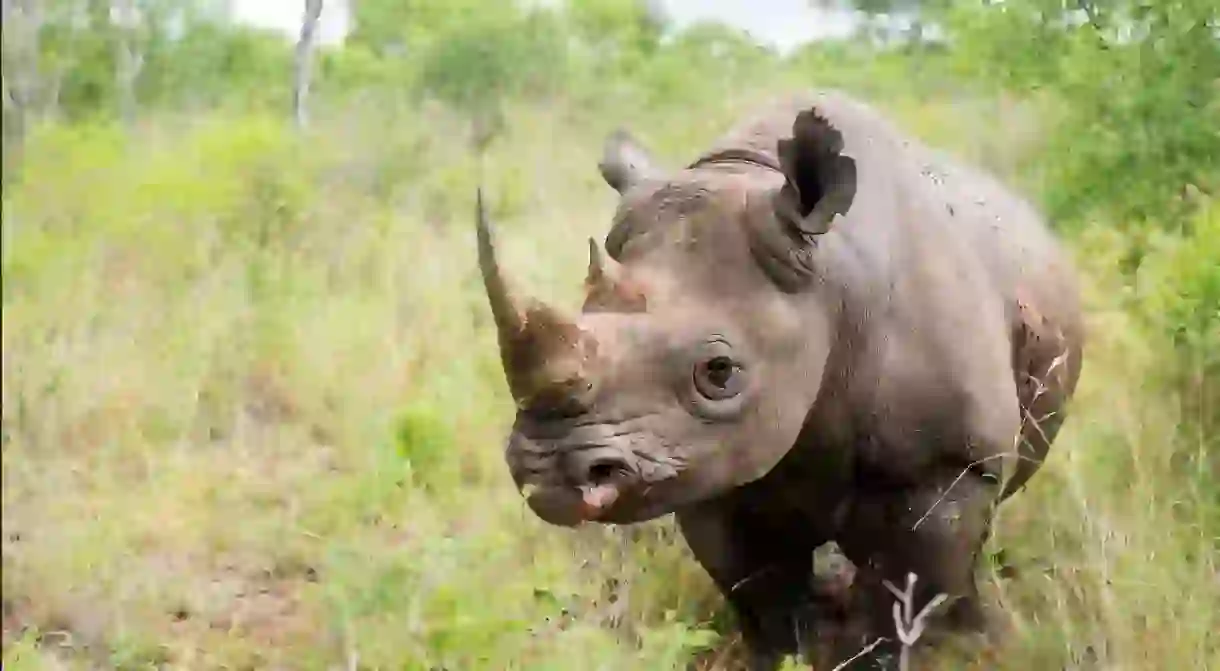 A solitary rhino