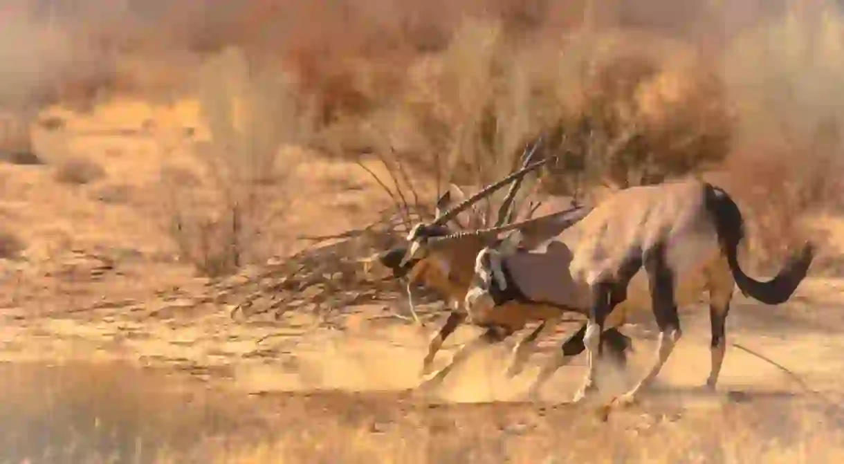 Oryx in the Kgalagadi