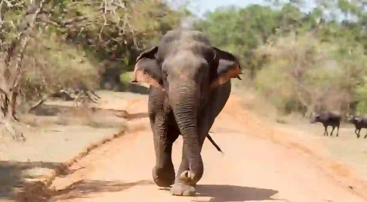 Yala National Park is a popular safari spot