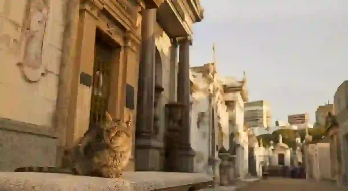 La Recoleta Cemetery is home to dozens of cats