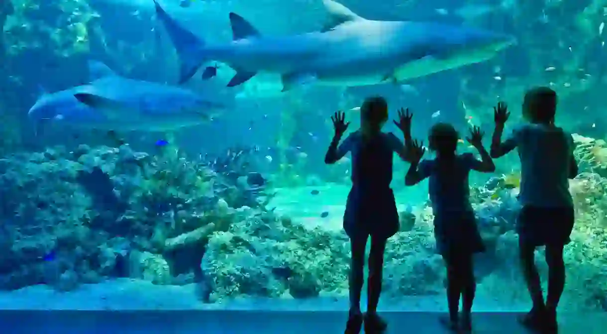 Admire sharks at Sydney Aquarium