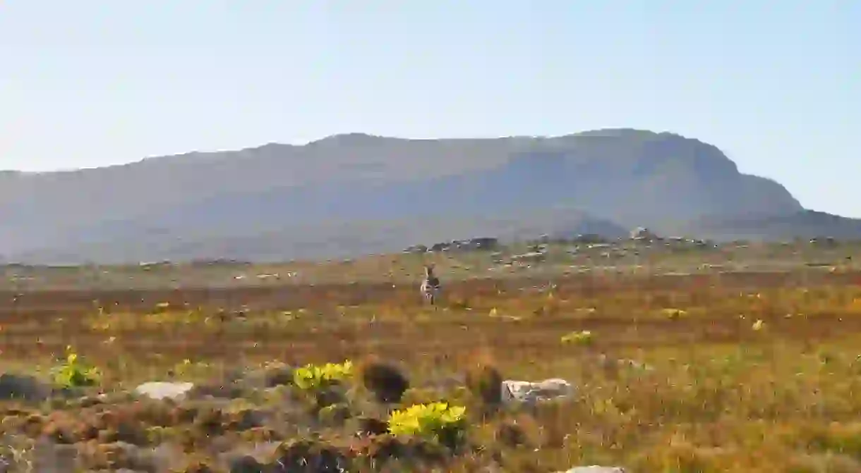 Wild zebra on the Cape Peninsula, near Cape Town, South Africa