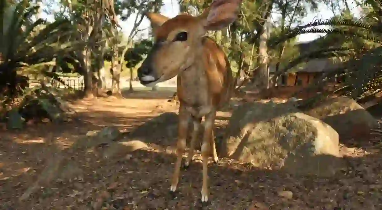 Close encounters with wildlife in Mlilwane Wildlife Sanctuary