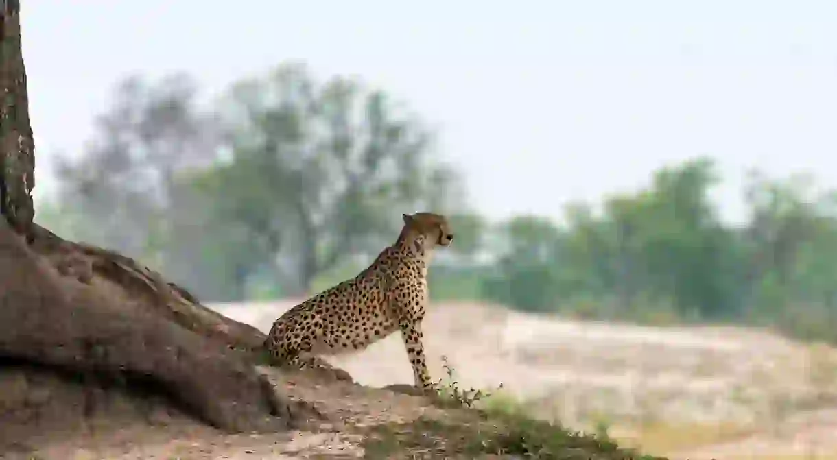 Cheetah on look out under a tree Hwange National Park, Zimbabwe