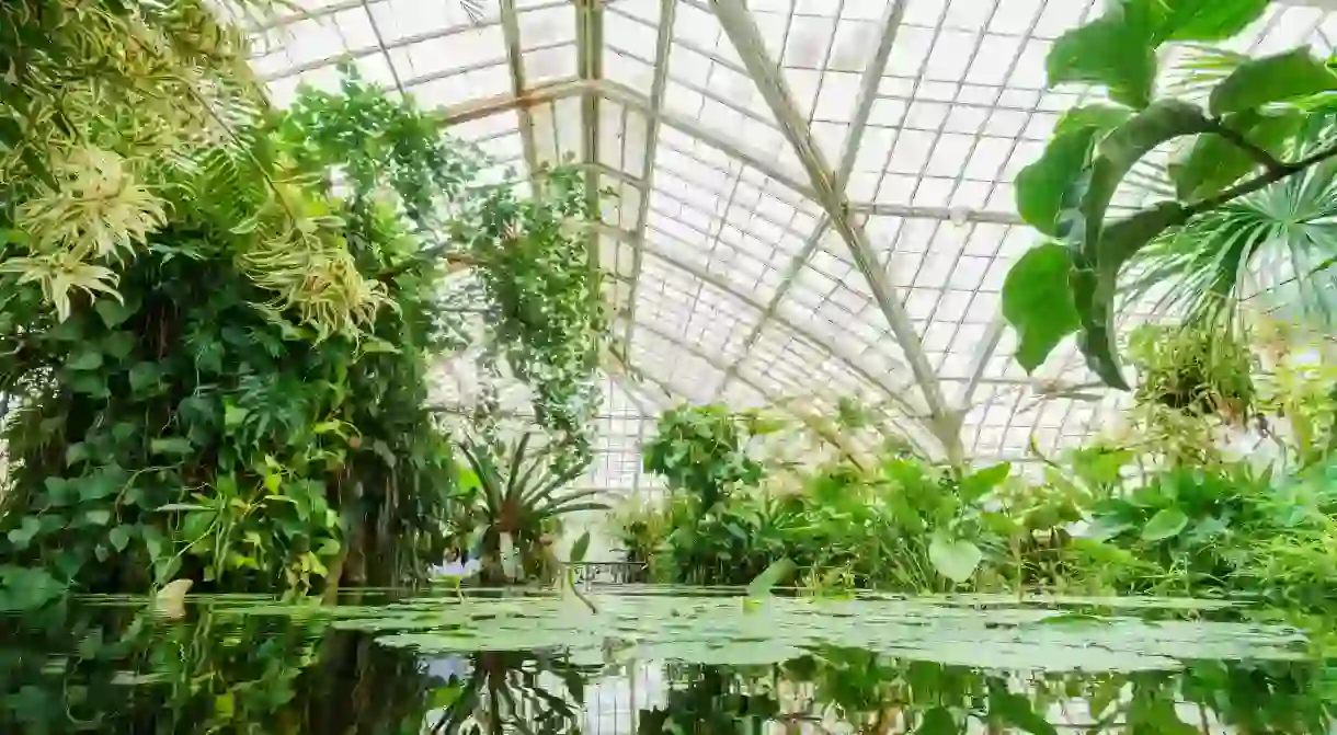 Plants inside the greenhouse of the Conservatory of Flowers, Golden Gate Park, San Francisco