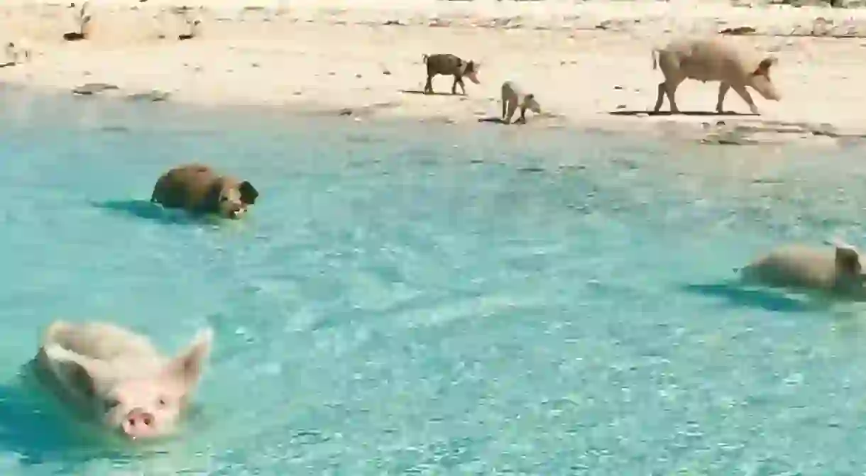 Lots of pigs swimming in the Bahamas