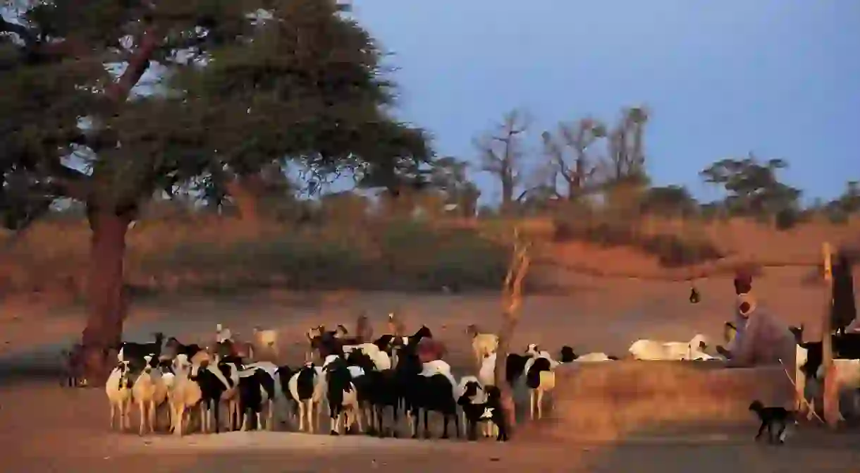 Wolof men tend to their goats