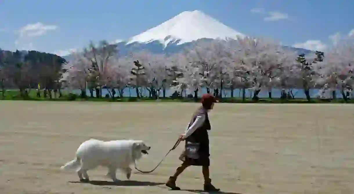 Mount Fuji is the highest mountain in Japan, and a must-see during your time here