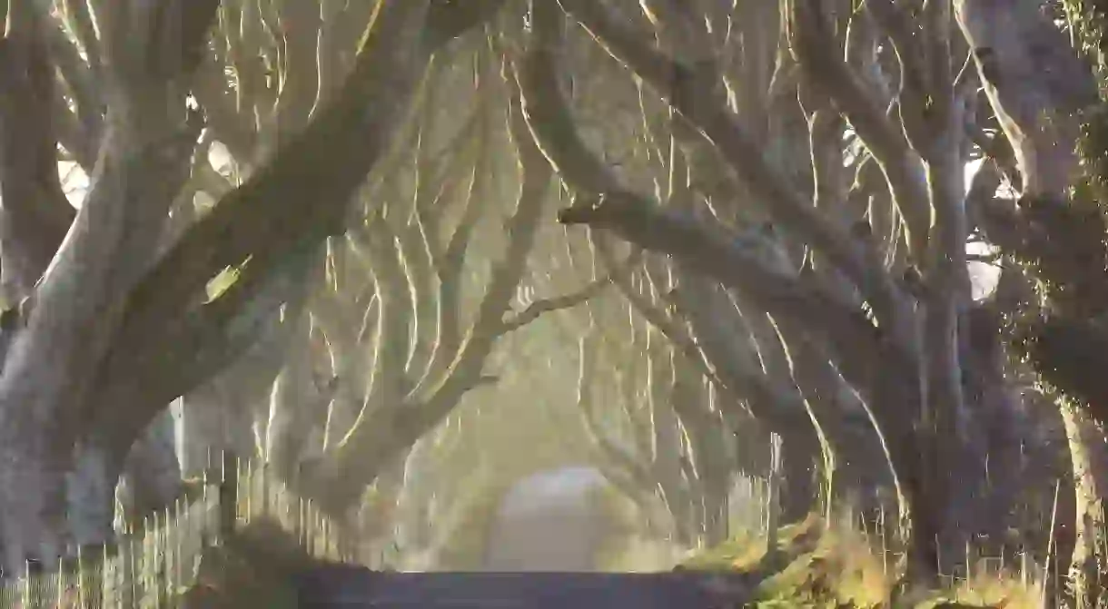 The Dark Hedges from County Antrim, Northern Ireland