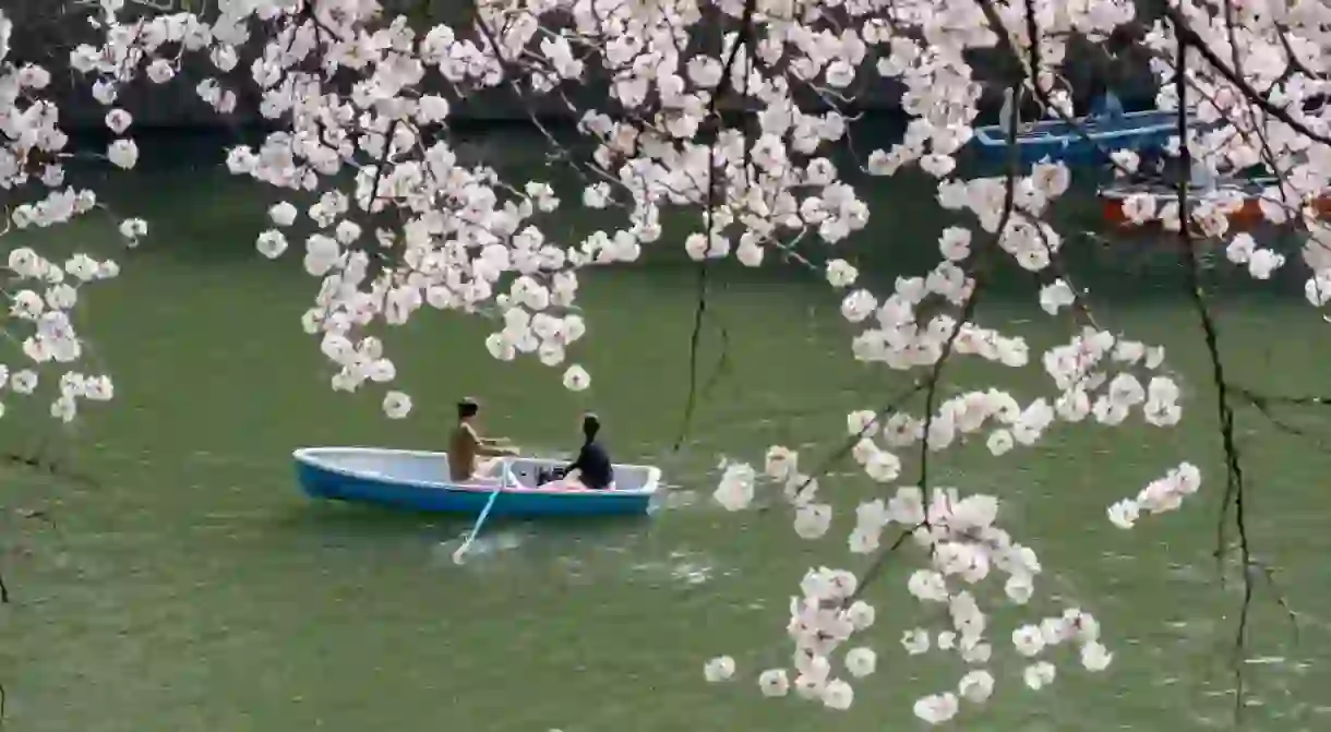 Cherry Blossom Chidorigafuchi, Tokyo