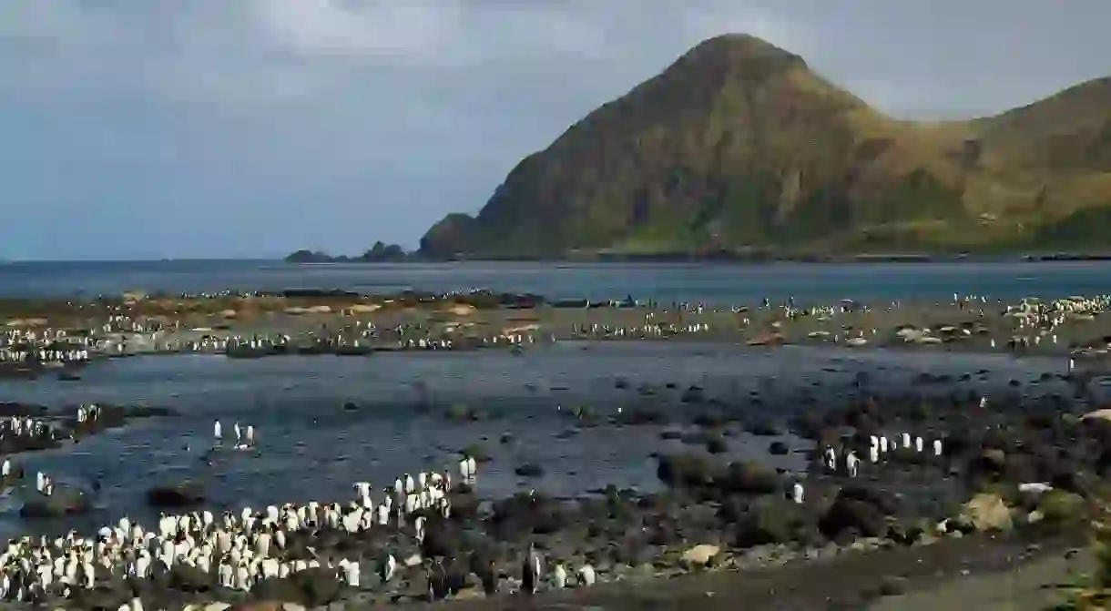 King penguin colony at Sandy Bay, Macquarie Island