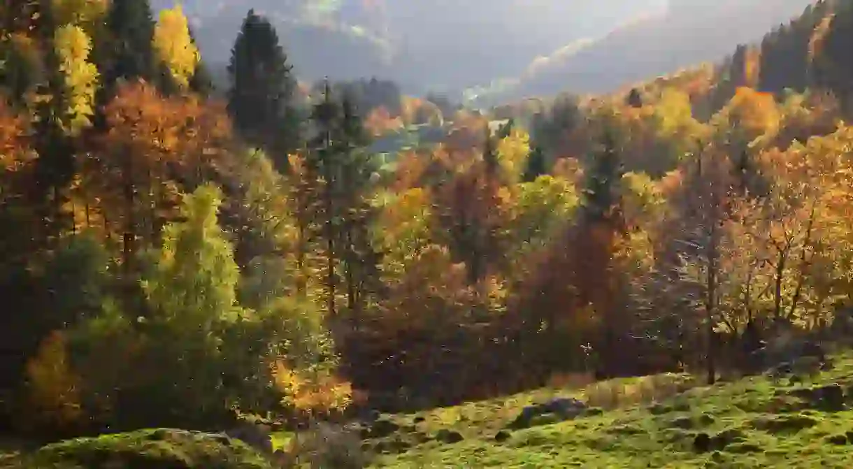 Autumn in the Black Forest