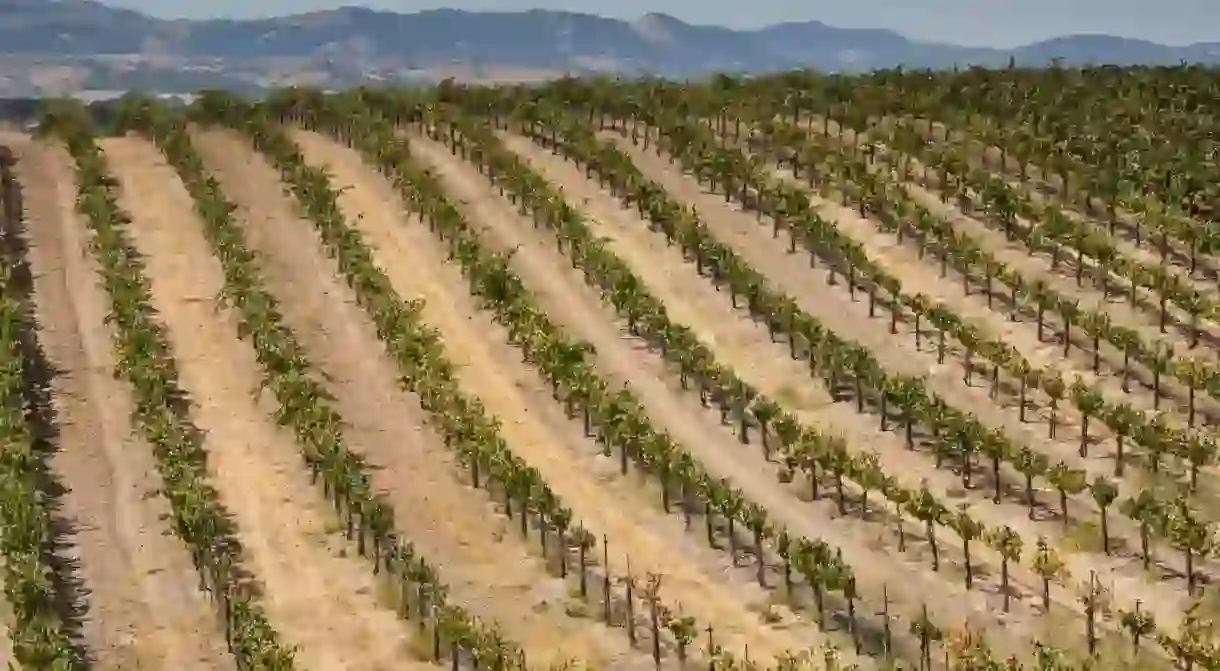 LA County is in the midst of a revival as a preeminent wine region in California