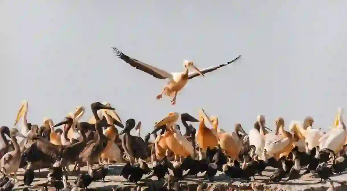 A third of Senegal’s 650 to 700 bird species are winter migrants, like the great white pelican