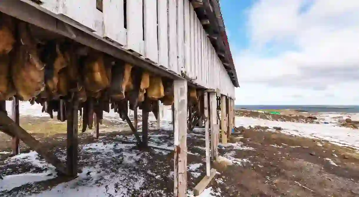 Fermented shark is hung up to dry