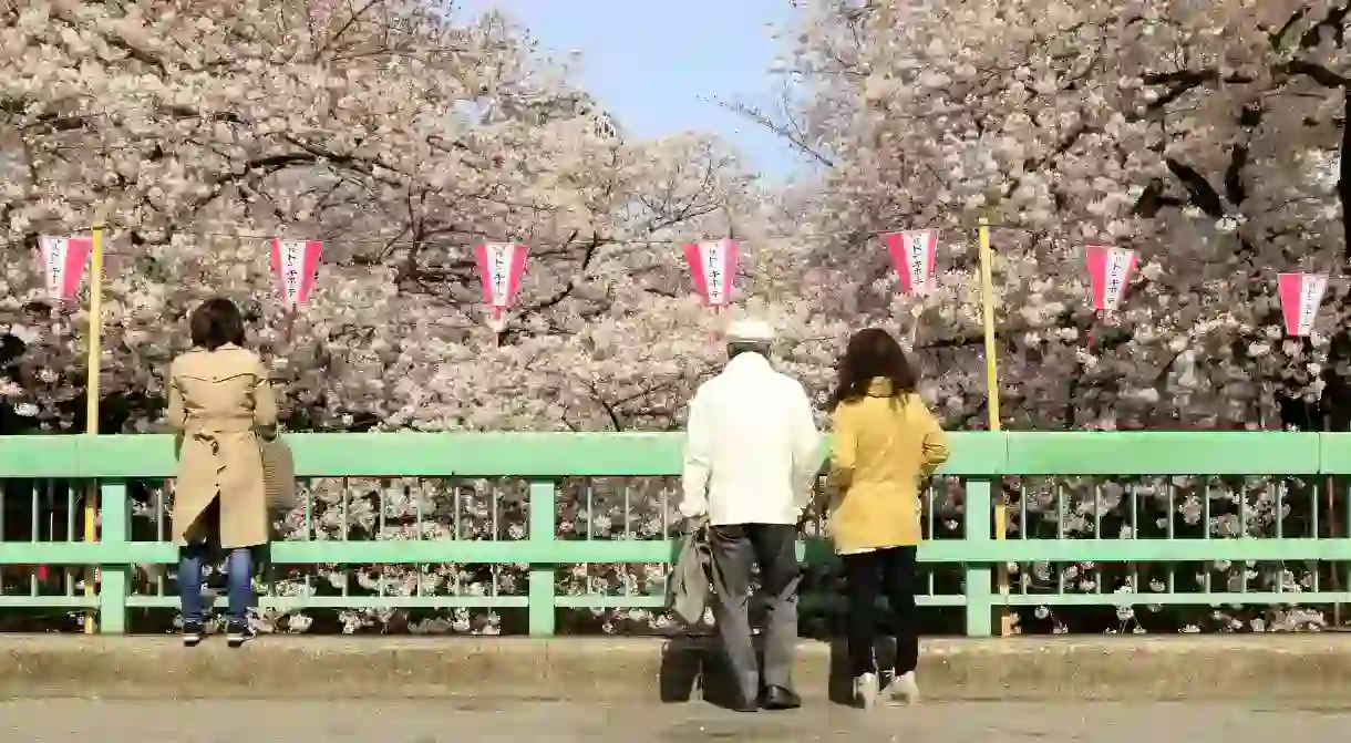 Cherry blossom in Tokyo