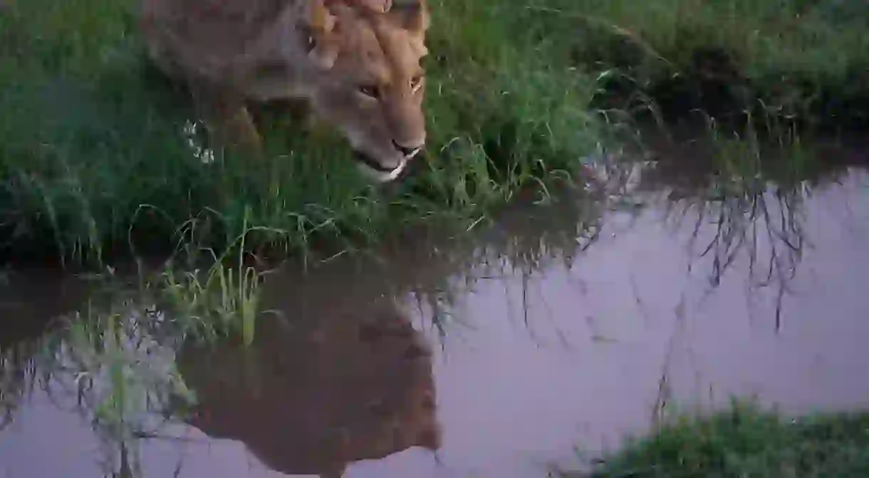 This lion was seen in the wild during a research trip to Maasai Mara