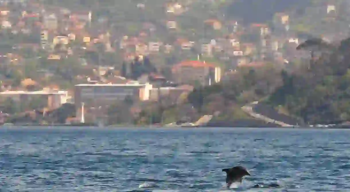 The Bosporus is home to three species of dolphins