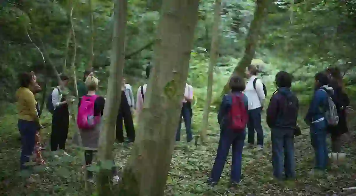 More people are participating in forest bathing to help them de-stress