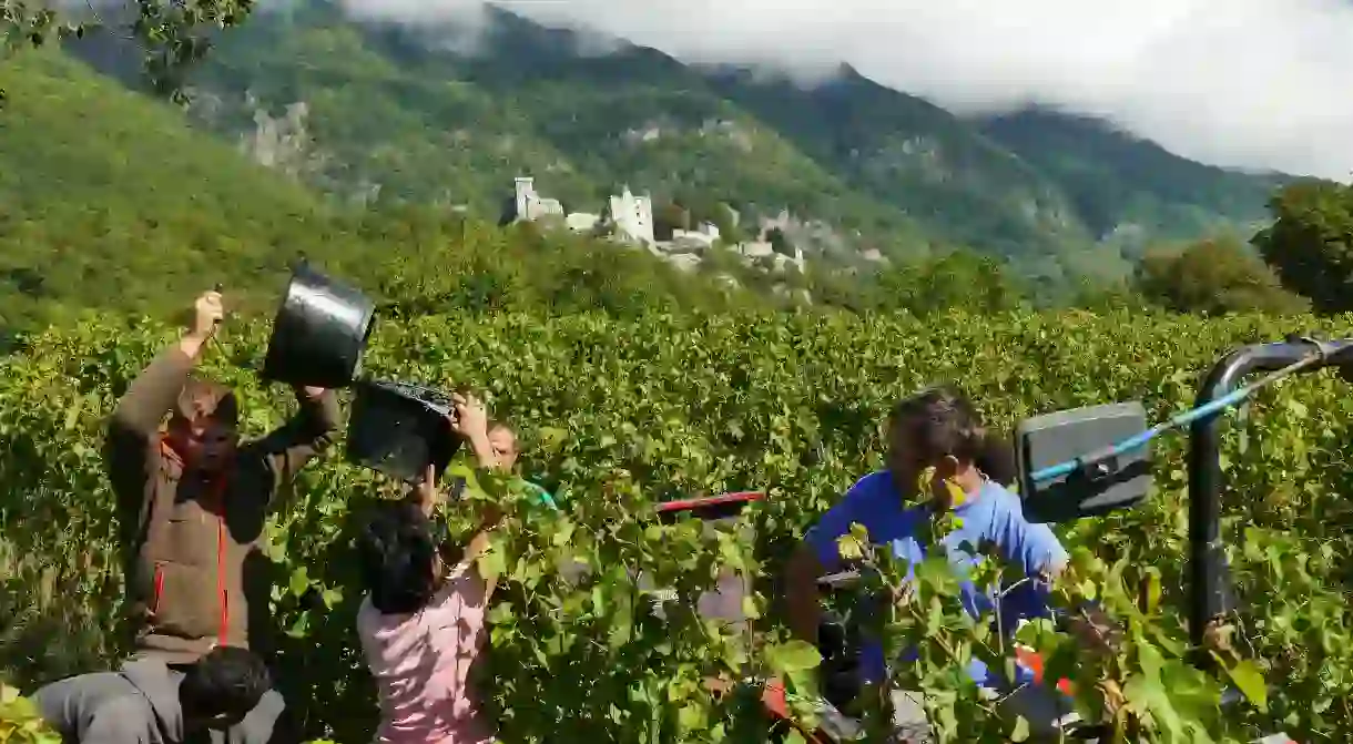 A new generation of Beaujolais winemakers are doing things differently