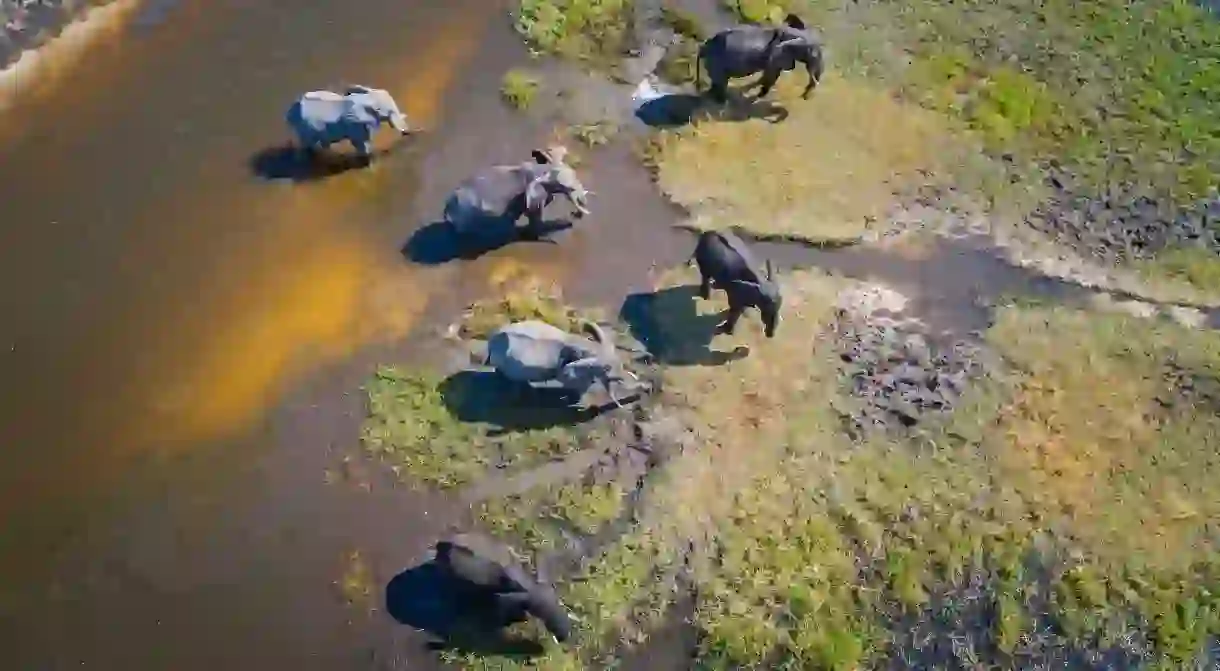 With few physical fences that separate wilderness zones from areas inhabited by humans, the Batswana have lived alongside elephants for centuries