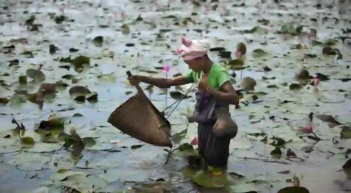 A woman uses a shovel-shaped basket net to fish for crabs among lilies, Assam, India