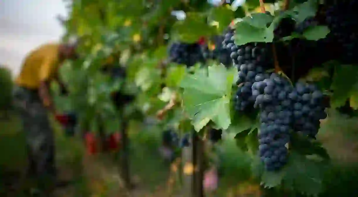 Experience the delights of Hungarys wine regions