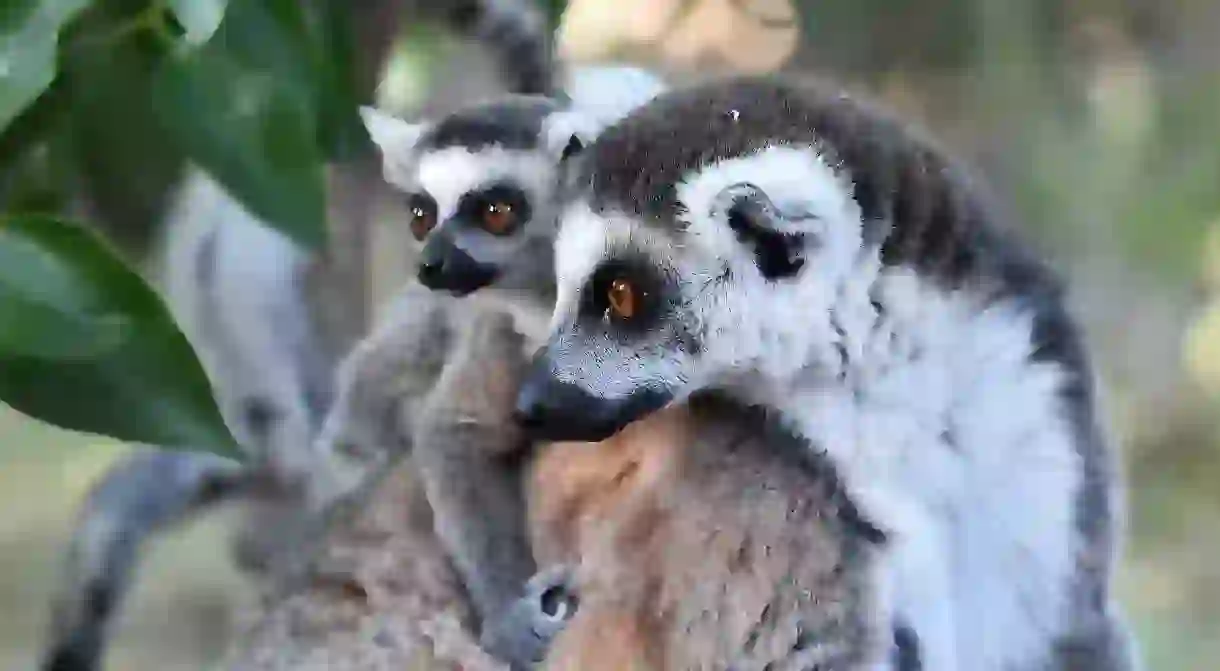 There are more than 100 known species of lemur in Madagascar