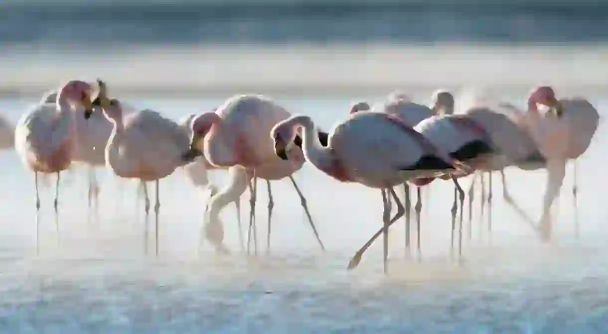 Flamingoes at Laguna Colorada, Bolivia