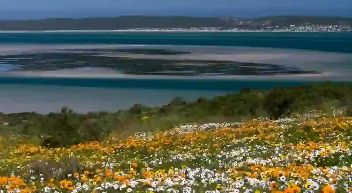 Cape Town is filled with peaceful places in which to unwind – like the flower meadow at West Coast National Park, part of the Cape Floristic Region