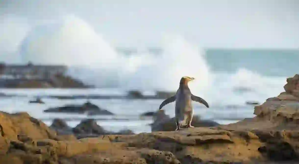 Yellow Eyed Penguin, Curio Bay, South Island, New Zealand