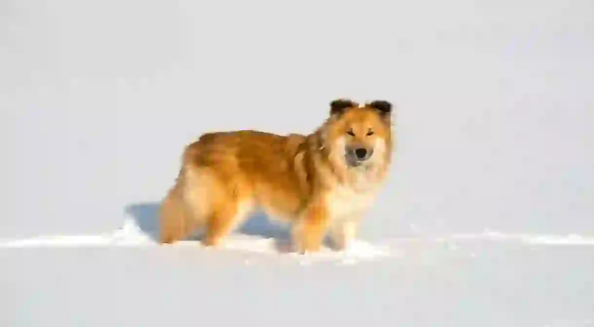 Icelandic Sheepdog, Iceland